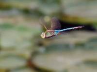 Anax junius photographed at the Chicago Botanical Gardens