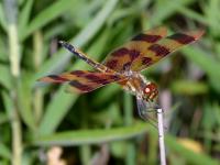 Celithemis eponina photographed at Moraine Hills State Park, Illinois, USA, using a Canon D60 and Canon 100mm macro lens