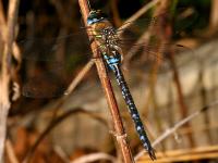 photographed in September of 2006 using a Canon 5D camera and Canon 100mm f2.8 USM macro lens  (1/180th second, f16, ISO 100)