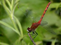 male Sympetrum obtrusum photographed at Volo Bog, Illinois in July of 2003 using a Canon D60 camera and Canon 100mm f2.8 USM macro lens