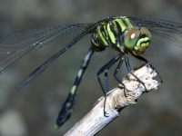 Orthetrum serapia photographed in January of 2003 at Koroyanitu National Heritage Park in Viti Levu using a Canon D60 camera and Canon 100mm f2.8 USM macro lens (1/200th second, f19, ISO 100)