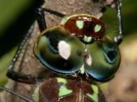 Epiaeschna heros photographed at Volo Bog, Illinois using a Canon D60 camera and Canon 100mm f2.8 USM macro lens