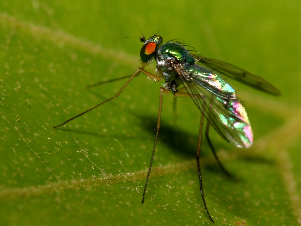 Мухи комары текст. Муха (насекомое) Двукрылые. Двукрылые комары. 2. Двукрылые. Насекомые комары мухи.