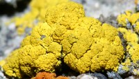 Acarospora chlorophana lichen photographed on San Jacinto mountain, Southern California, using a Canon D60 digital camera and Canon 100mm f2.8 USM macro lens