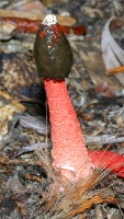 photographed in Cairns during January of 2003 using a Canon D60 digital camera and Canon 100mm f2.8 USM macro lens