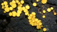 Bisporella citrina (a.k.a. Calycella citrina, a.k.a. Helotium citrinum) photographed at Devil's Lake, Wisconsin, in October of 2003 using a Canon D60 camera and Canon 100mm f2.8 USM macro lens  (1/180th second, f19, ISO 100)