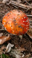 Amanita muscaria photographed in the Czech Republic in August of 2008 using a Canon 5D camera and Canon 100mm f2.8 USM macro lens  (1 second, f22, ISO 100)