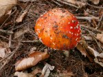 Amanita muscaria photographed in the Czech Republic in August of 2008 using a Canon 5D camera and Canon 100mm f2.8 USM macro lens  (1 second, f22, ISO 100)