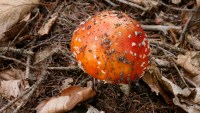 Amanita muscaria photographed in the Czech Republic in August of 2008 using a Canon 5D camera and Canon 100mm f2.8 USM macro lens  (1 second, f22, ISO 100)