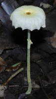 Leucocoprinus sp (?) photographed in Centenary Lakes Park, Cairns, using a Canon D60 digital camera and Canon 100mm f2.8 USM macro lens