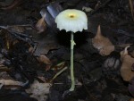 Leucocoprinus sp (?) photographed in Centenary Lakes Park, Cairns, using a Canon D60 digital camera and Canon 100mm f2.8 USM macro lens