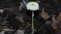 Leucocoprinus sp (?) photographed in Centenary Lakes Park, Cairns, using a Canon D60 digital camera and Canon 100mm f2.8 USM macro lens