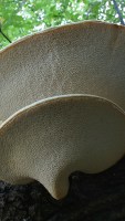 Polyporus squamosus photographed at Chain O' Lakes State Park, Illinois, using a Canon D60 digital camera and Canon 28-105mm lens