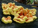 Laetiporus sulphureus (also known as Polyporus sulphureus or 'sulfur shelf') photographed at Volo Bog in September of 2003 using a Canon D60 digital camera and Canon 28-105mm lens set to 80mm (shutter speed 1.5 seconds, f27, ISO 100)