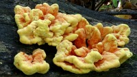 Laetiporus sulphureus (also known as Polyporus sulphureus or 'sulfur shelf') photographed at Volo Bog in September of 2003 using a Canon D60 digital camera and Canon 28-105mm lens set to 80mm (shutter speed 1.5 seconds, f27, ISO 100)