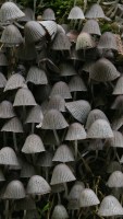 Coprinus disseminatus photographed in August of 2006 using a Canon 5D camera and Canon 100mm f2.8 USM macro lens   (30 seconds, f19)