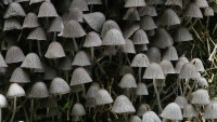 Coprinus disseminatus photographed in August of 2006 using a Canon 5D camera and Canon 100mm f2.8 USM macro lens   (30 seconds, f19)