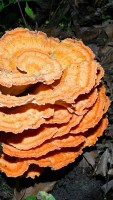 Laetiporus sulphureus (also known as Polyporus sulphureus or 'sulfur shelf') photographed at Volo Bog, Illinois, in July of 2003 using a Canon D60 digital camera and Sigma 15-30mm lense