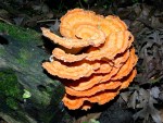 Laetiporus sulphureus (also known as Polyporus sulphureus or 'sulfur shelf') photographed at Volo Bog, Illinois, in July of 2003 using a Canon D60 digital camera and Sigma 15-30mm lense