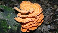 Laetiporus sulphureus (also known as Polyporus sulphureus or 'sulfur shelf') photographed at Volo Bog, Illinois, in July of 2003 using a Canon D60 digital camera and Sigma 15-30mm lense