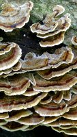 Trametes versicolor  (aka Polyporus versicolor, aka Coriolus versicolor) photographed at Devil's Lake, Wisconsin in October of 2003 using a Canon D60 digital camera and Canon 100mm f2.8 USM macro lens