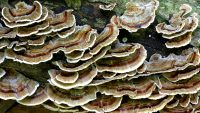 Trametes versicolor  (aka Polyporus versicolor, aka Coriolus versicolor) photographed at Devil's Lake, Wisconsin in October of 2003 using a Canon D60 digital camera and Canon 100mm f2.8 USM macro lens