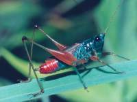 Conocephalus angustifrons photographed in Costa Rica using a Pentax MZ-5 and Pentax 100mm f2.8 macro lens