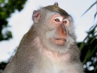 Macaca fascicularis photographed at Ubud monkey forest in May of 2007 using a Canon 20D and Canon 100mm f2.8 USM macro lens  (1/180th second, f8, ISO 200)