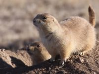 Cynomys ludovicianus photographed in Colorado, in December of 2010 using a Canon 50D camera and Canon 100-400mm image stabilized lens set to 400mm   (1/500th second, f6.7, ISO 200)