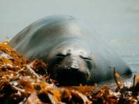 Mirounga leonina photographed at Sumner beach using a Pentax MZ-5 and Tokina 100-300mm ATX manual focus lens