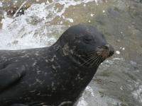 Phoca vitulina photographed in San Diego in August of 2004 using a Canon 10D digital camera and Canon 100-400mm lens set to 250mm  (1/500th second, f4.5, ISO 200)