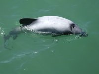 Cephalorhynchus hectori photographed in Lytellton Harbour in February of 2003 using a Canon 1Ds camera and Canon 100-400mm image stabilized lens set to 100mm  (1/750th second, f5.6, ISO 125)