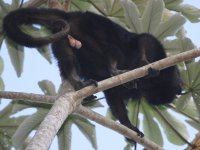 Aloatta pigra photographed at Monkey River in May of 2009 using a Canon 50D camera and Canon 100-400mm image stabilized lens set to 320mm  (1/250th second, f5.6, ISO 250)