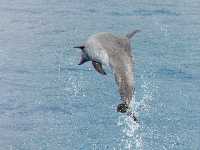 dolphin photographed off the Kona coast of the Big Island of Hawaii using a Pentax MZ-5 and Tokina 150-500mm ATX manual focus lens