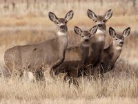 Odocoileus hemionus photographed in Rocky Mountain Arsenal National Wildlife Reserve in December of 2010 using a Canon 50D camera and Canon 100-400mm image stabilized lens set to 340mm  (1/750th second, f9.5, ISO 320)