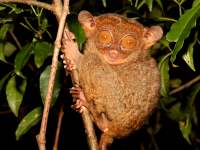 Tarsius syrichta photographed in March of 2006 using a Canon 5D camera and Canon 100mm f2.8 USM macros lens  (1/180th second, f22, ISO 200)