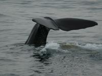 Physeter macrocephalus (Physeter catodon) photographed off Kaikoura in February of 2003 using a Canon 1Ds digital camera and Canon 100-400mm IS lens