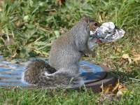 Sciurus carolinensis photographed in Grant Park, Chicago during October of 2002 using a Canon D60 camera and Canon 100-400mm image stabilization lens