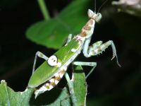 Creobroter gemmatus photographed in Cuc Phuong national park in December of 2004 using a Canon D60 digital camera and Canon 100mm f2.8 USM macro lens  (1/180th second, f22, ISO 100)