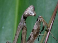 photographed in Cuc Phuong national park in December of 2004 using a Canon D60 camera and Canon 100mm f2.8 USM macro lens  (1/180th second, f22, ISO 100)