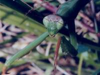 Tenodera aridifolia (was Tenodera sinensis)