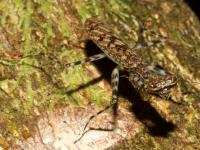 photographed in Rio Blanco national park in May of 2009 using a Canon 50D camera and Canon 100mm f2.8 USM macro lens  (1/250th second, f27, ISO 200)