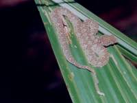 juvenile eyelash viper