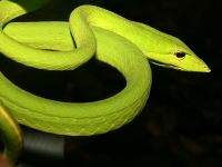 photographed in Alas Purwo national park in May of 2007 using a Canon 5D camera and Canon 100mm f2.8 USM macro lens  (1/180th second, f27, ISO 200)