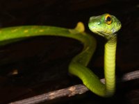 Leptophis ahaetulla photographed in May of 2009 using a Canon 50D camera and Canon 100mm f2.8 USM macro lens  (1/250th second, f22, ISO 200)