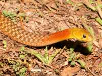 Rhabdophis subminiatus photographed at Nam Nao national park using a Canon 5D camera and Canon 100mm f2.8 USM macro lens  (1/180th second, f19, ISO 200)