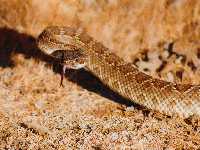 Crotalus atrox