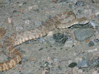 Crotalus mitchellii photographed in Southern California's Coachella Valley Preserve in April of 2004 using a Canon D60 camera and Canon 100-400mm image stabilized lens set to 105mm  (1/180th second, f22, ISO 200)