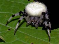 photographed at Volo Bog, Illinois, using a Canon D60 and Canon 100mm macro lens