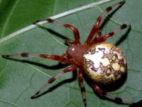 Araneus marmoreus photographed at Mt Comfort, Indiana using a Canon D60 camera and Canon 100mm macro lens